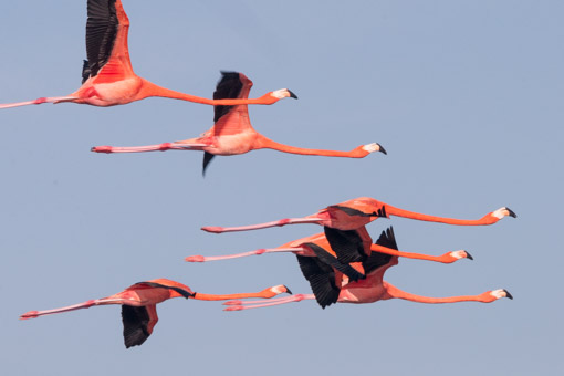 American Flamingos in Celestun, Mexico