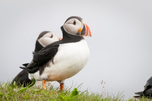 Atlantic Puffins in Newfoundland