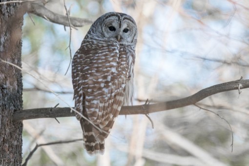 Barred Owl in Toronto, Ontario