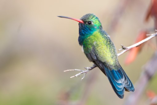 Broad-billed Hummingbird in Arizona