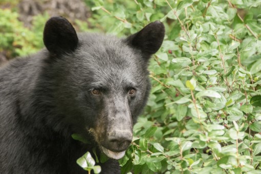 American Black Bear in Alberta