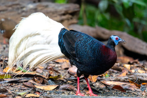 Bulwer's Pheasant in Sabah, Malaysia