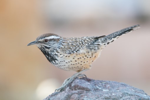 Cactus Wren in Arizona