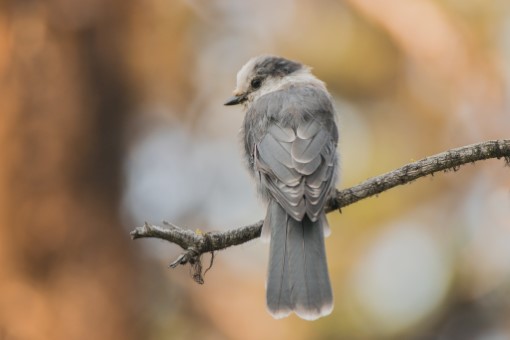 Canada Jay in Alberta