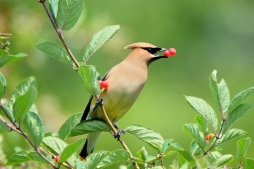 Cedar Waxwing in Toronto, Ontario