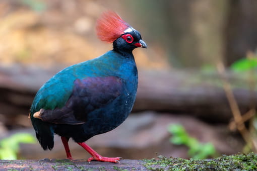 Crested Partridge in Sabah, Malaysia