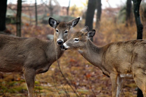 White-tailed Deer on Georgian Bay, Ontario