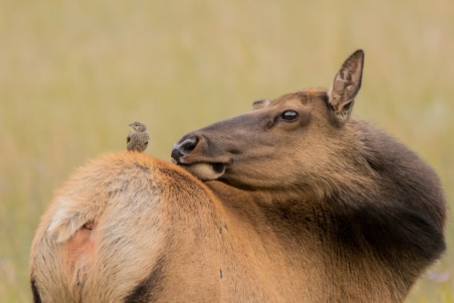 Wapiti in Alberta