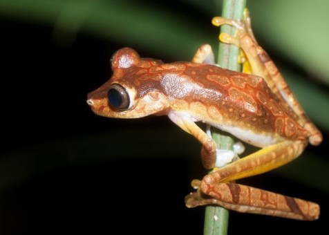 Imbabura Tree Frog in Esmeraldas Province, Ecuador