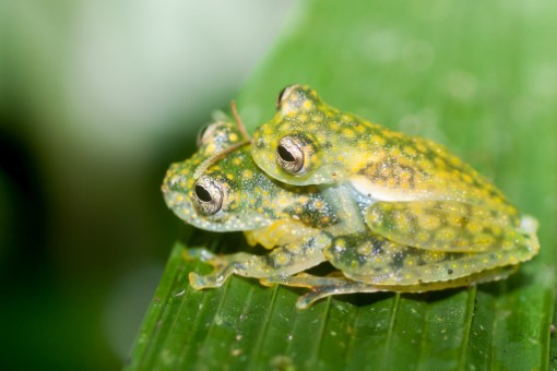 Yellow-flecked Glassfrogs in the Esmaraldas Province, Ecuador