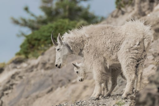 Mountain Goats in Alberta