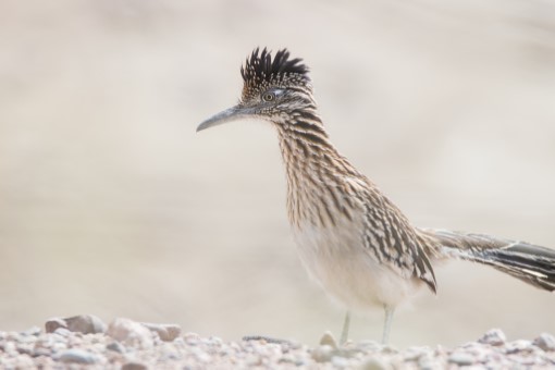 Greater Roadrunner in Arizona