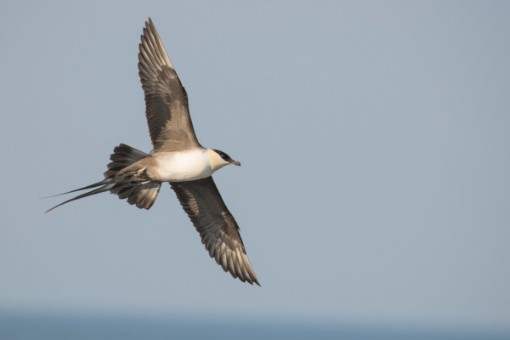 Long-tailed Jaeger in Hamilton, Ontario