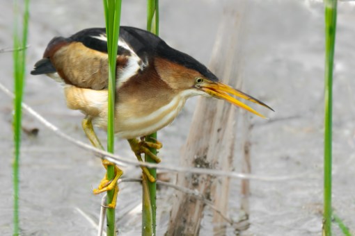 Least Bittern in Toronto, Ontario