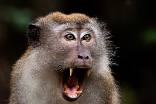 Long-tailed Macaque in Singapore
