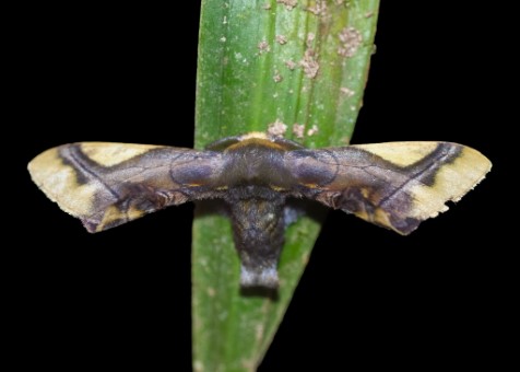 Epia muscosa in the Pichincha Province, Ecuador