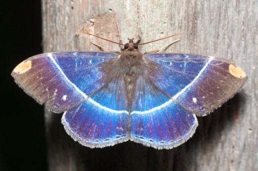 Hemeroblemma laguerrei in the Napo Province, Ecuador