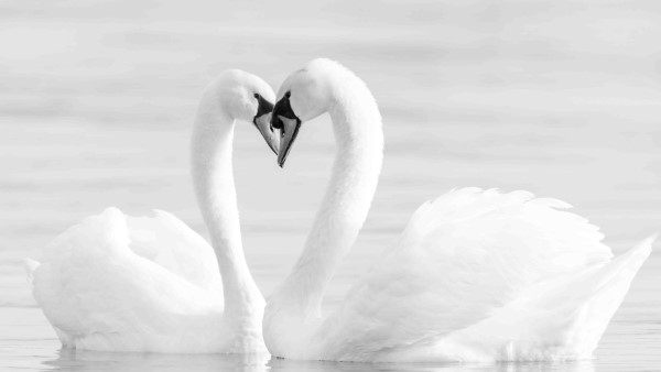 Mute Swans in Toronto, Ontario