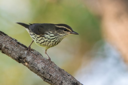 Northern Waterthrush in Hastings County, Ontario