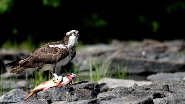 Osprey in Hastings County, Ontario