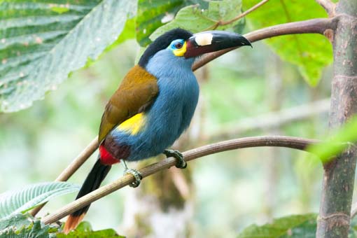 Plate-billed Mountain-Toucan at Balcon Tumpiki, Ecuador