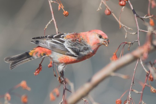 Pine Grosbeak in Toronto, Ontario