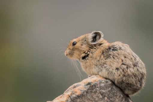 American Pika in Alberta