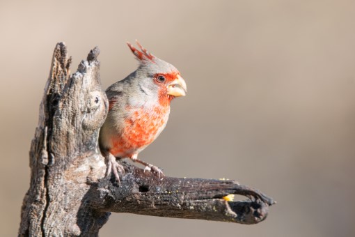 Pyrrhuloxia in Arizona