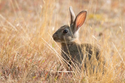 European Rabbit in England