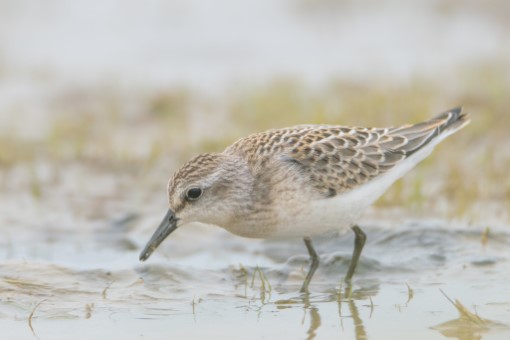 Semipalmated Sandpiper on James Bay, Ontario