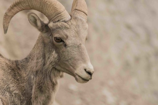 Bighorn Sheep in Alberta