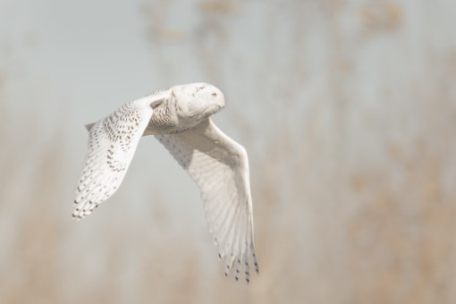 Snowy Owl in Toronto, Ontario