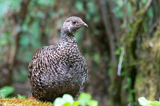 Sooty Grouse in Vancouver, BC