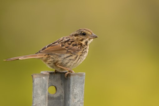 Song Sparrow in Hastings County, Ontario