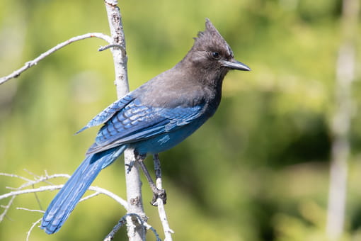 Steller's Jay in Vancouver, BC