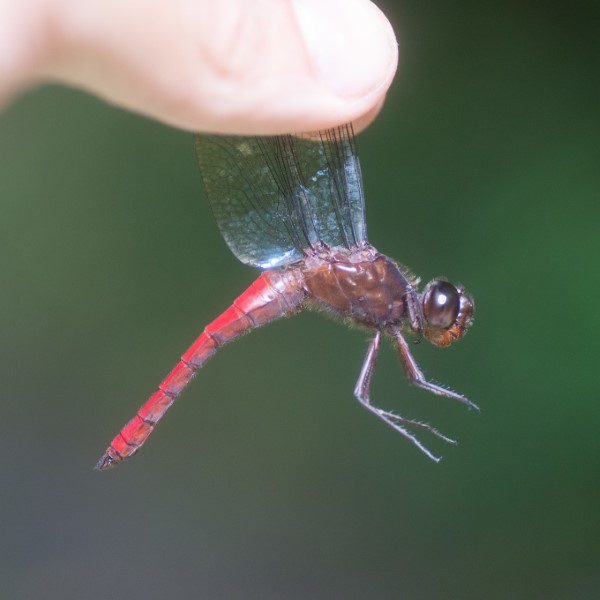 Libellula herculea