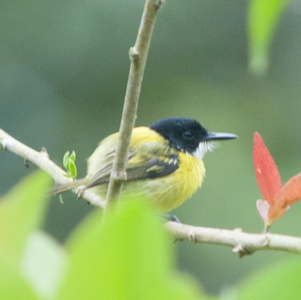 Black-headed Tody-Flycatcher