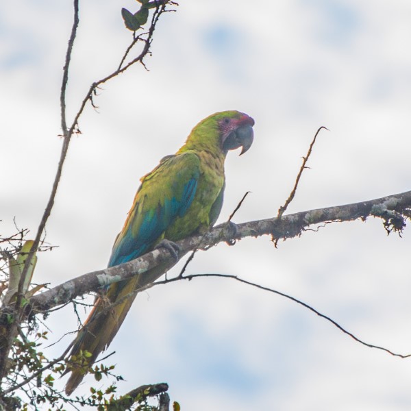 Great Green Macaw