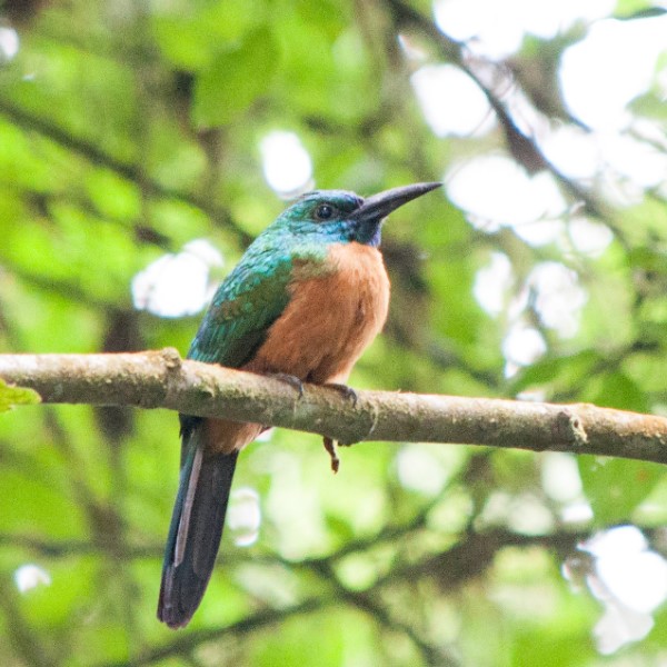 Great Jacamar