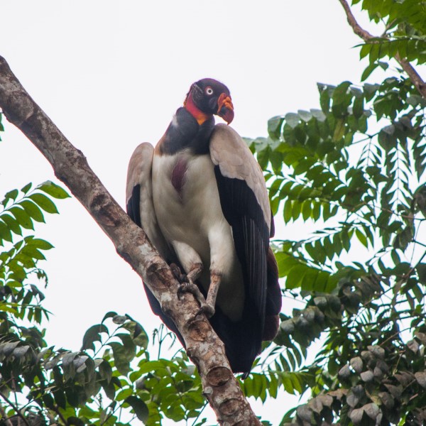 King Vulture