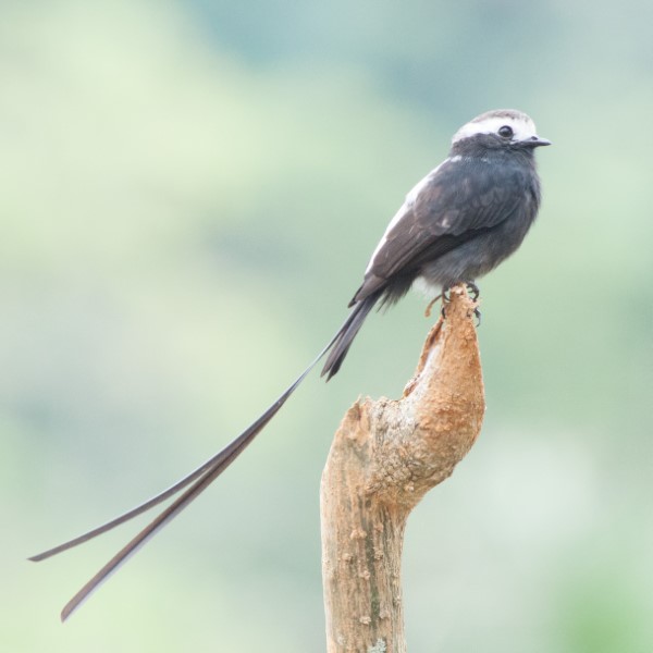 Long-tailed Tyrant