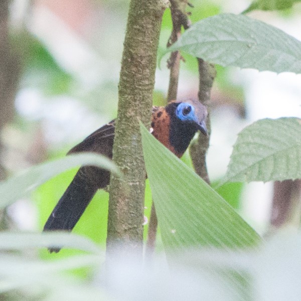 Ocellated Antbird