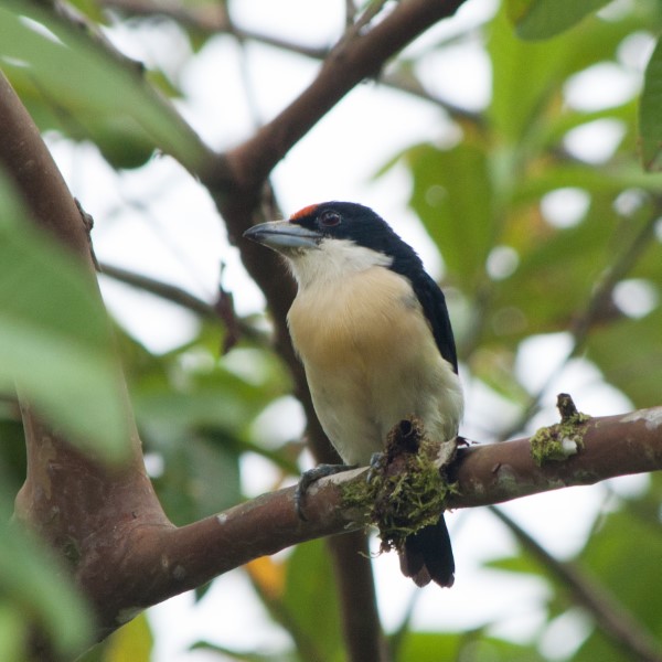 Orange-fronted Barbet