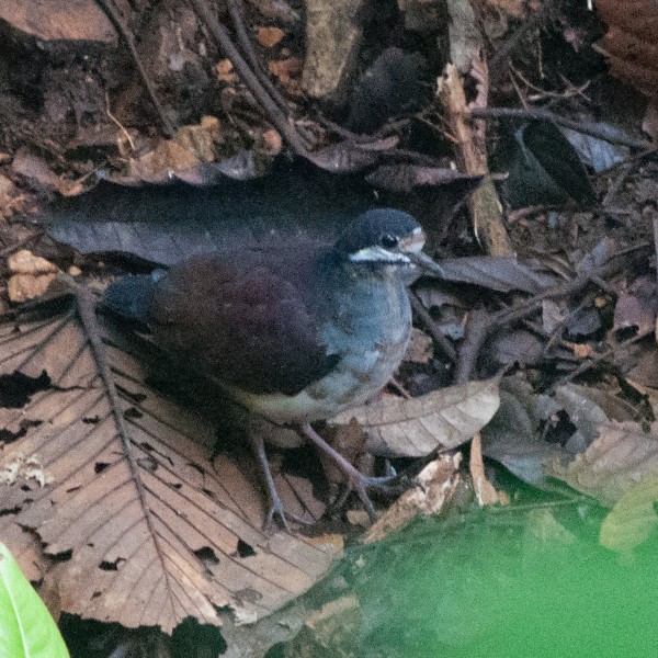 Purple Quail-Dove