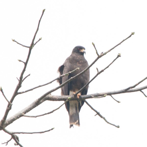 Snail Kite