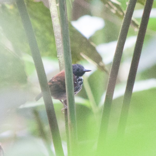 Spotted Antbird