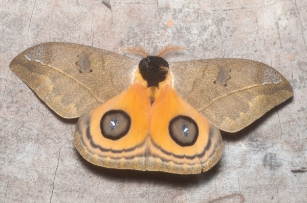 Automeris abdominalis