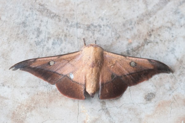 Isoscella ecuadoriana